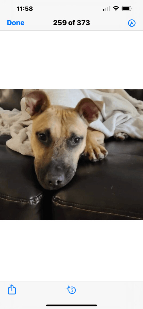 Enlarge Ray Ray, a Adoptable mixed breed in Fort Lauderdale, FL image 2/4