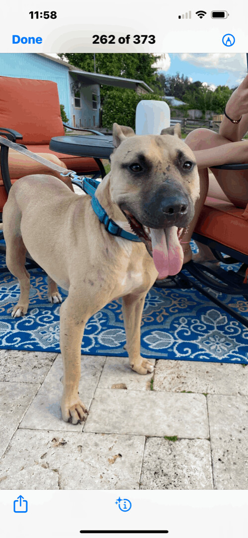Enlarge Ray Ray, a Adoptable mixed breed in Fort Lauderdale, FL image 3/4