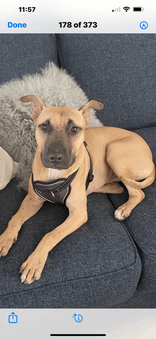Enlarge Ray Ray, a Adoptable mixed breed in Fort Lauderdale, FL image 4/4