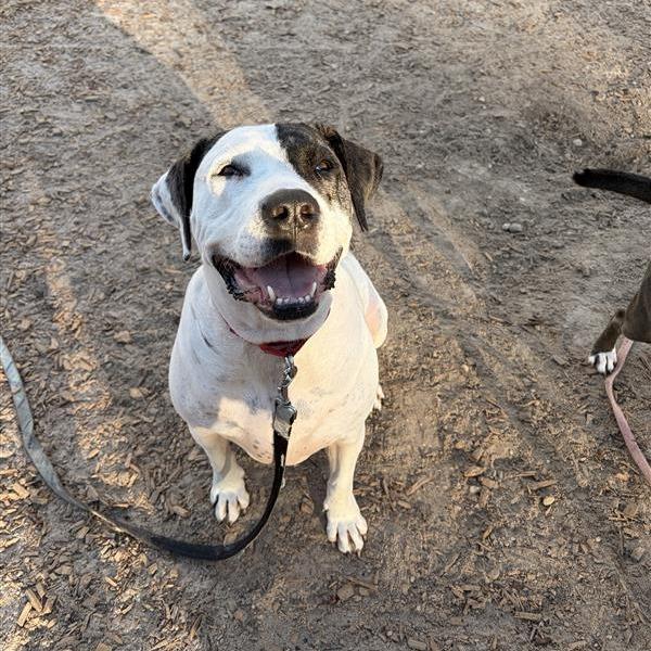 Lucinda, Adoptable, Adult Female Mixed Breed.