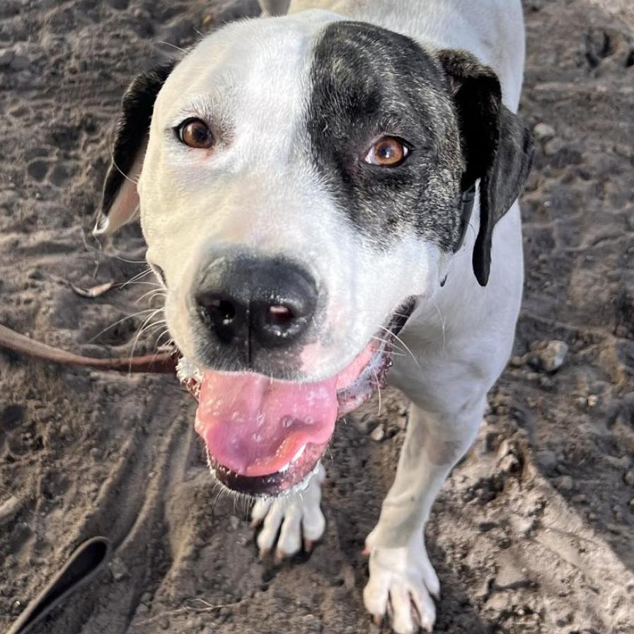 Enlarge Lucinda, a Adoptable Mixed Breed in Jacksonville, FL image 2/4