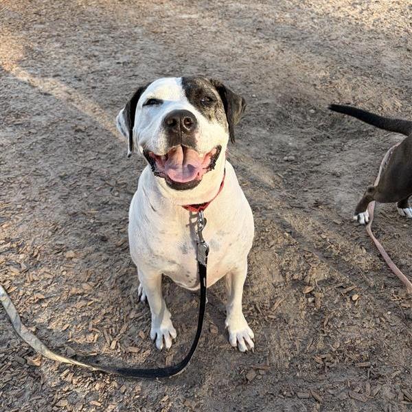 Enlarge Lucinda, a Adoptable Mixed Breed in Jacksonville, FL image 3/4