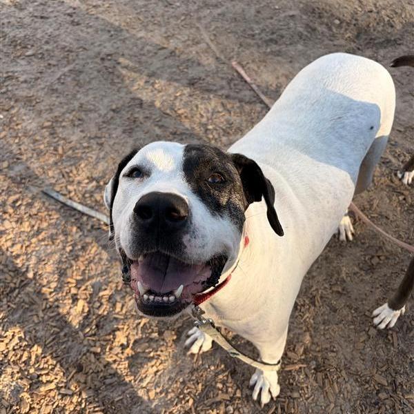 Enlarge Lucinda, a Adoptable Mixed Breed in Jacksonville, FL image 4/4