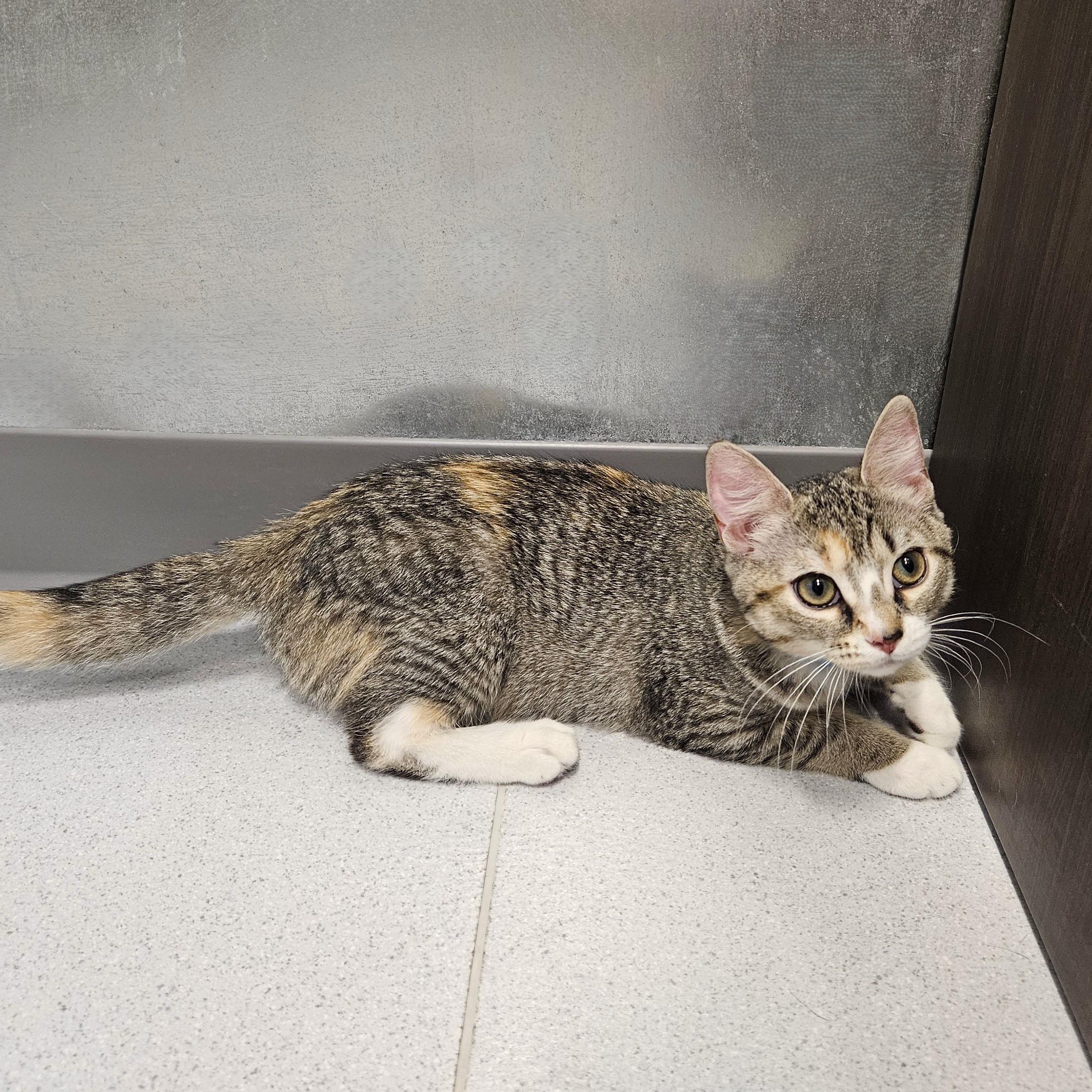 Enlarge Berlioz, a ADOPTABLE Domestic Short Hair in Endicott, NY image 5/5