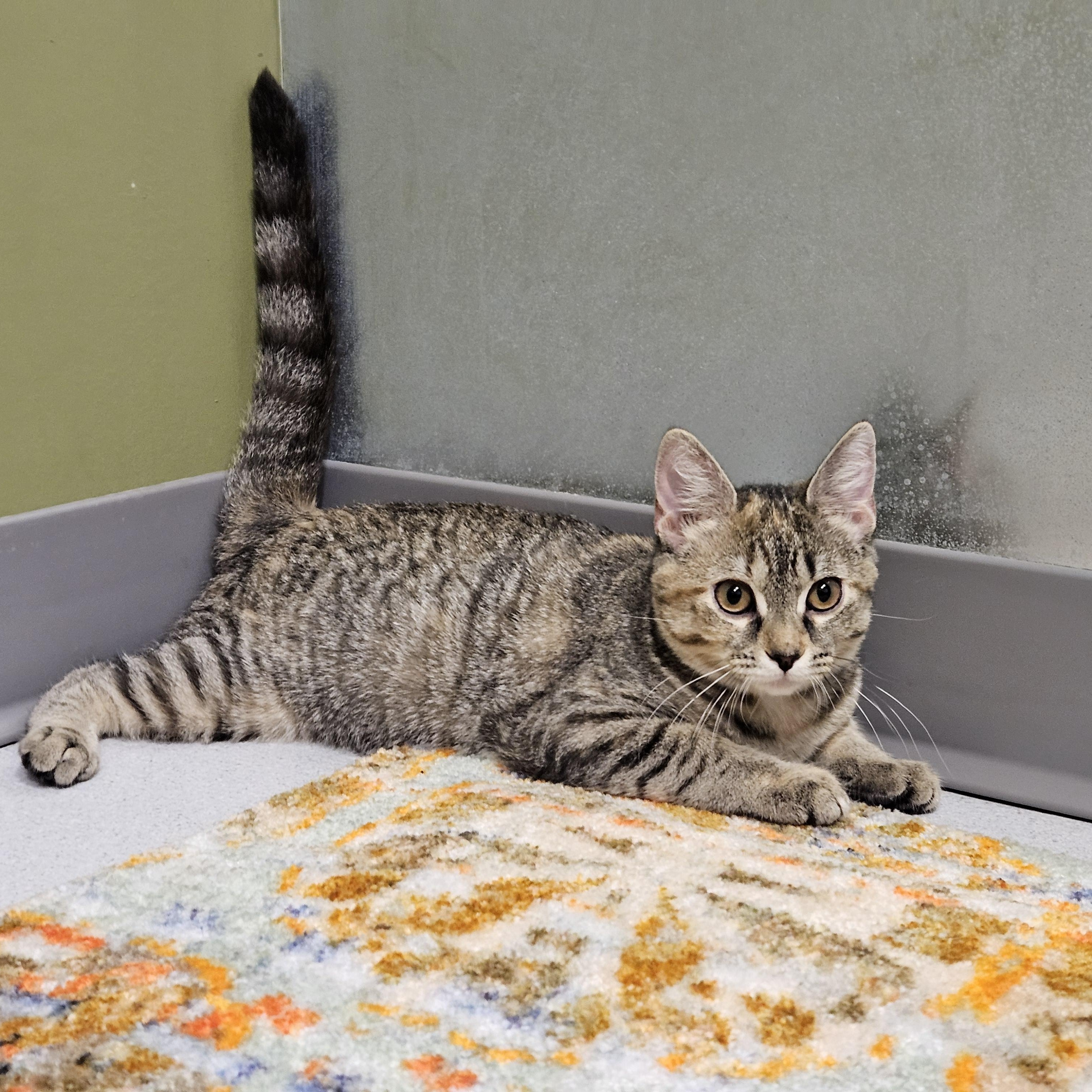 Enlarge Berlioz, a ADOPTABLE Domestic Short Hair in Endicott, NY image 3/5