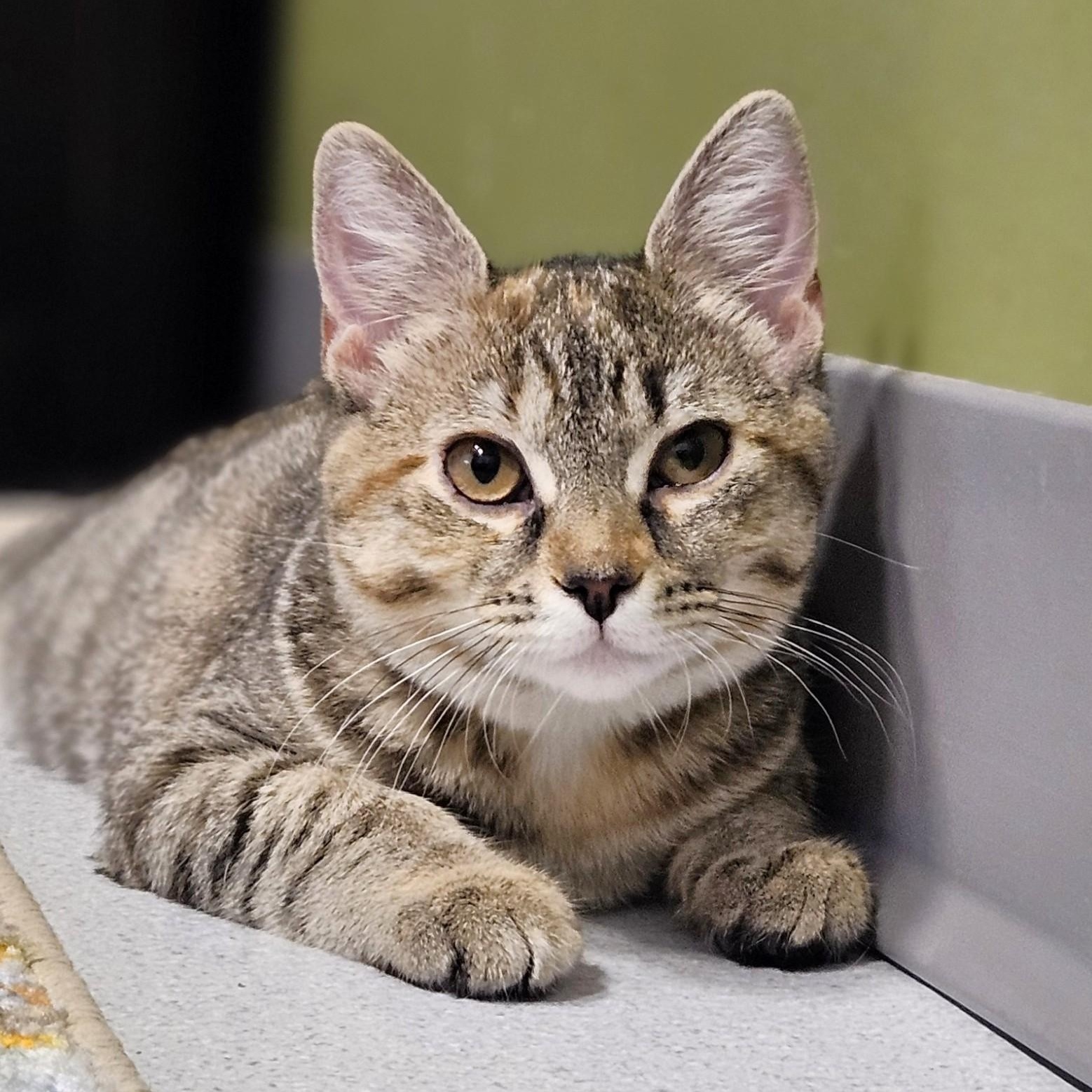 Berlioz, ADOPTABLE, Kitten Female Domestic Short Hair.