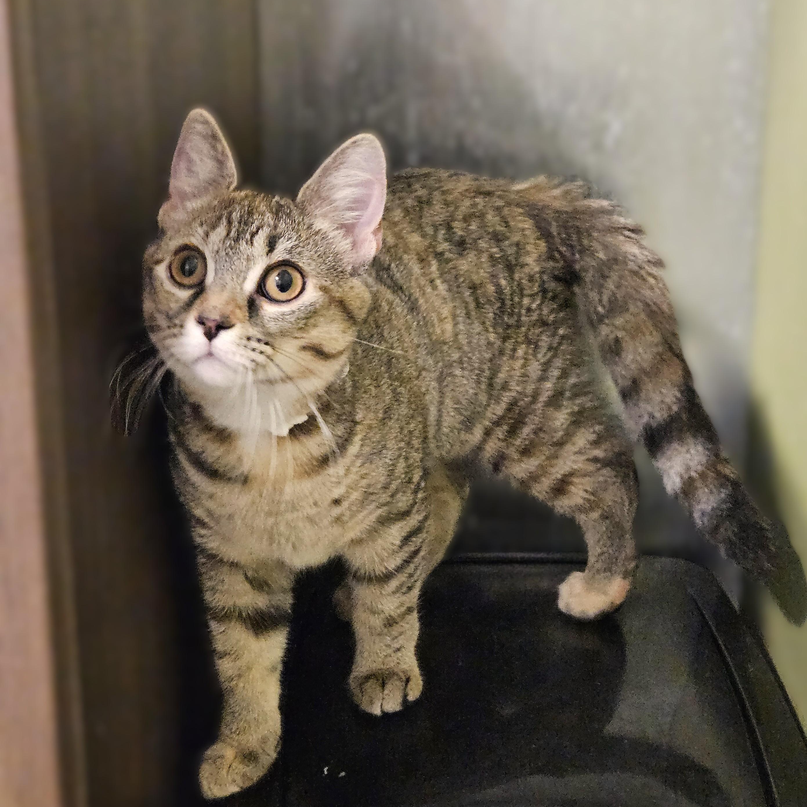 Enlarge Berlioz, a ADOPTABLE Domestic Short Hair in Endicott, NY image 4/5