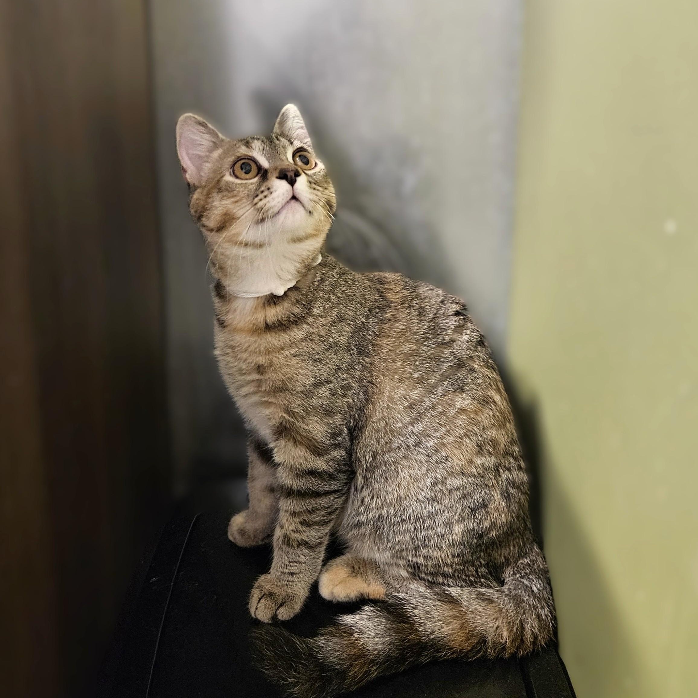 Enlarge Berlioz, a ADOPTABLE Domestic Short Hair in Endicott, NY image 2/5