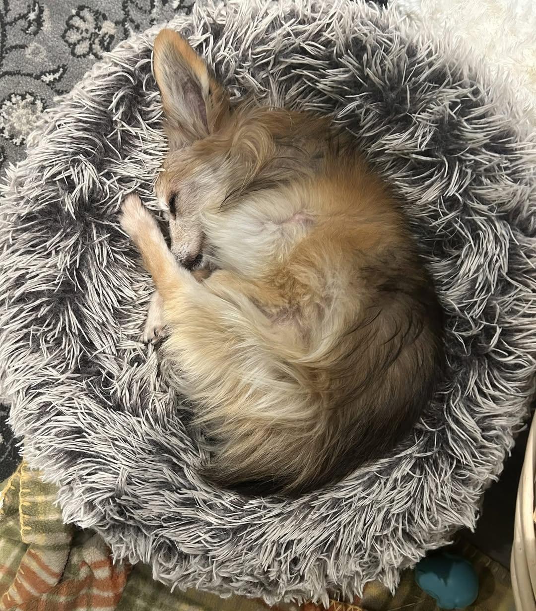 Harley Worth, Adoptable, Senior Male Chihuahua.