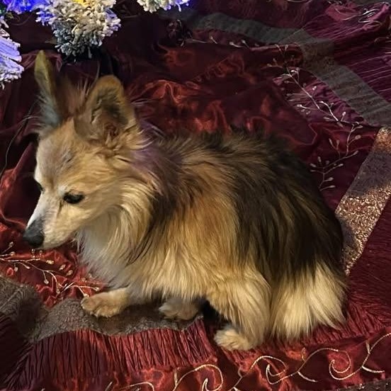 Enlarge Harley Worth, a Adoptable Chihuahua in Plano, TX image 2/2