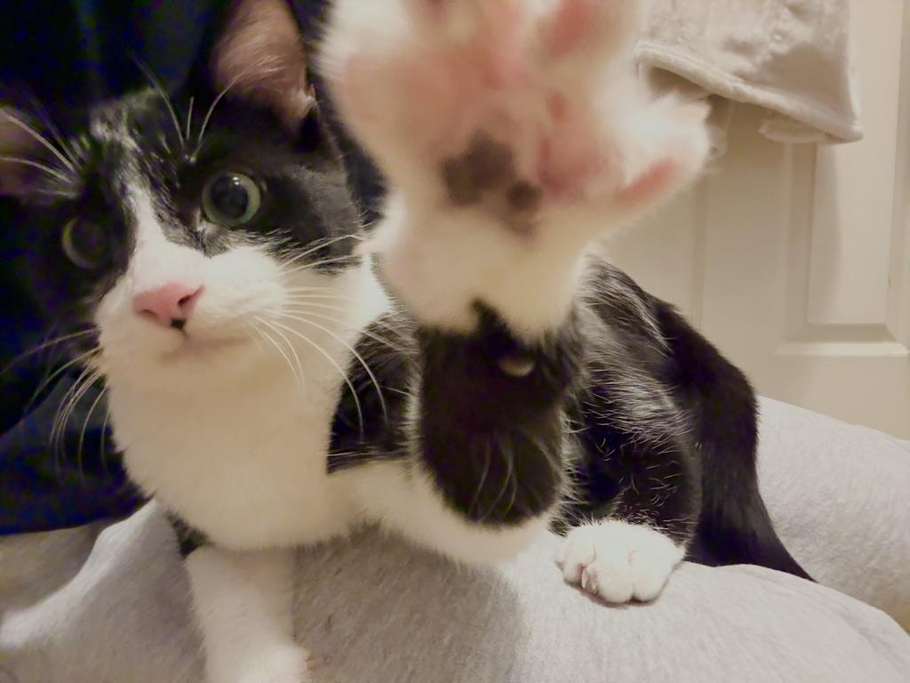 Tuxedo, Adopted, Young Male Domestic Medium Hair.