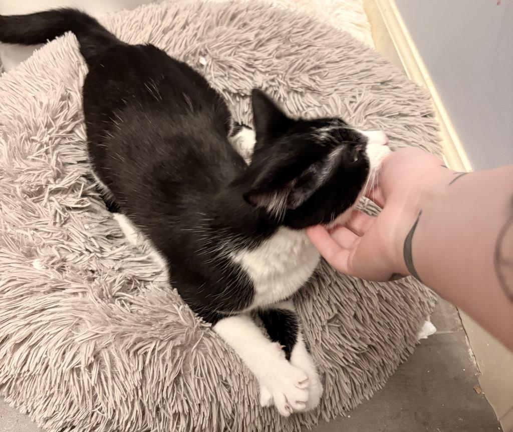 Enlarge Tuxedo, a Adopted mixed breed in Saint Paul, MN image 2/6