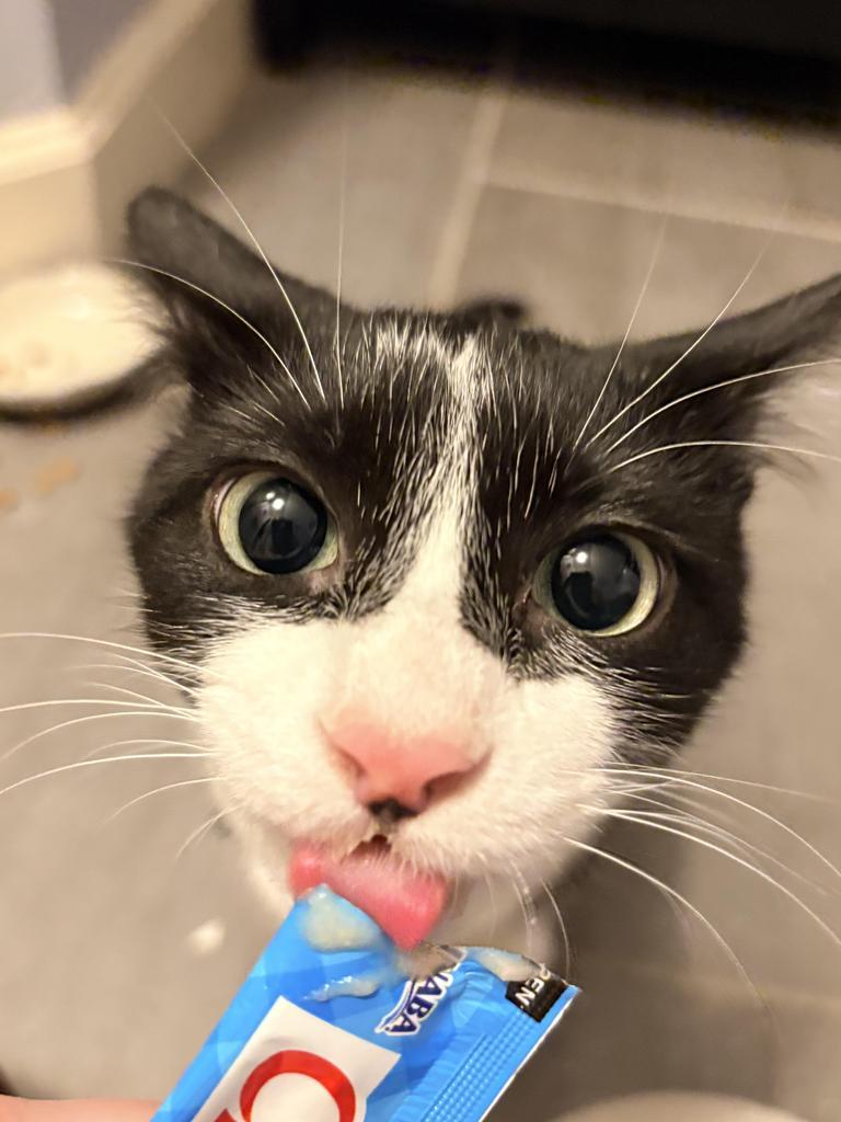Enlarge Tuxedo, a Adopted mixed breed in Saint Paul, MN image 3/6