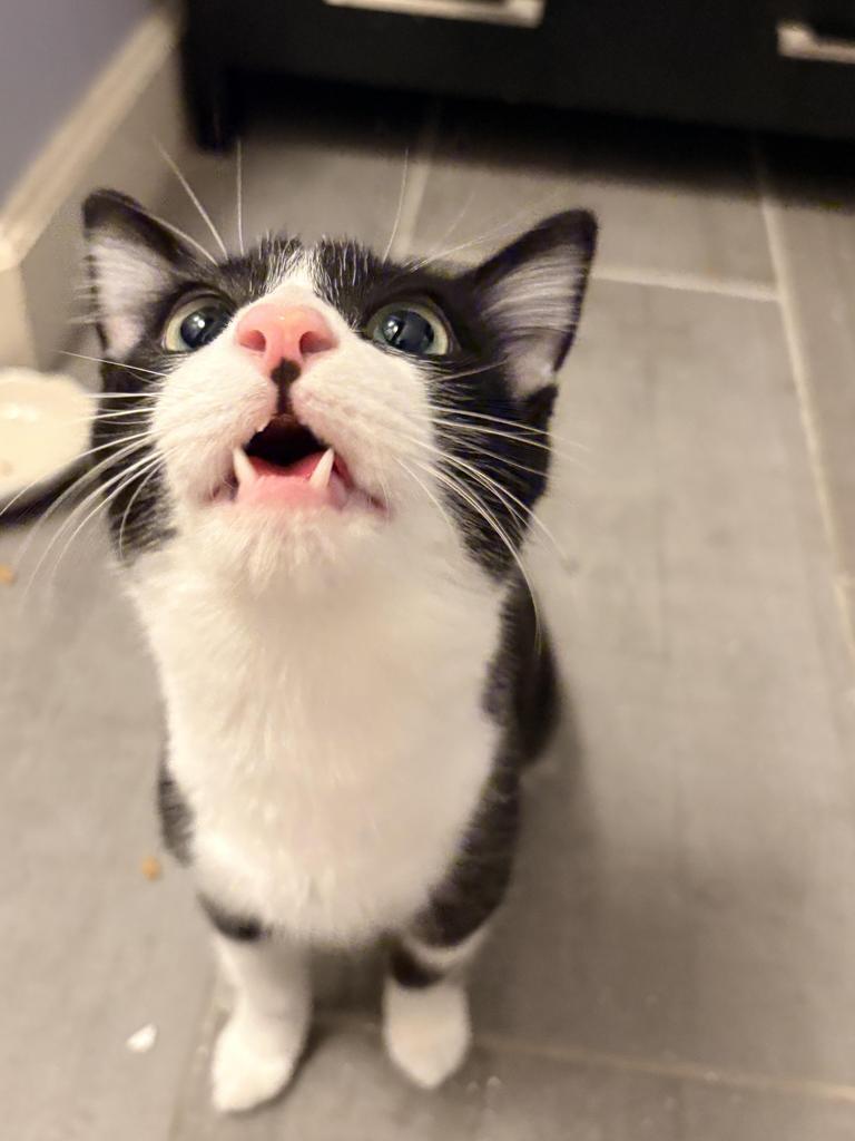 Enlarge Tuxedo, a Adopted mixed breed in Saint Paul, MN image 4/6