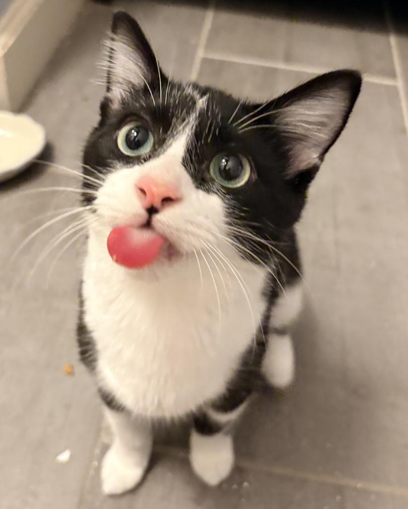Enlarge Tuxedo, a Adopted mixed breed in Saint Paul, MN image 5/6