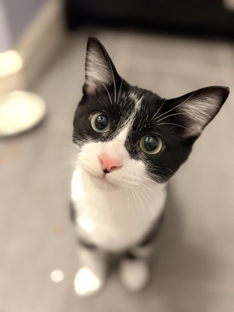 Enlarge Tuxedo, a Adopted mixed breed in Saint Paul, MN image 6/6