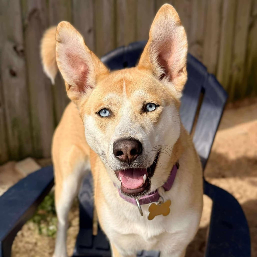 Enlarge Ella, a Adoptable mixed breed in Freeport, FL image 5/6