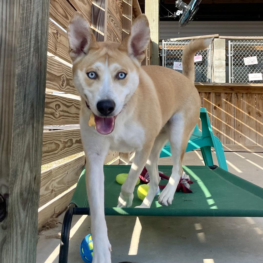 Enlarge Ella, a Adoptable mixed breed in Freeport, FL image 6/6