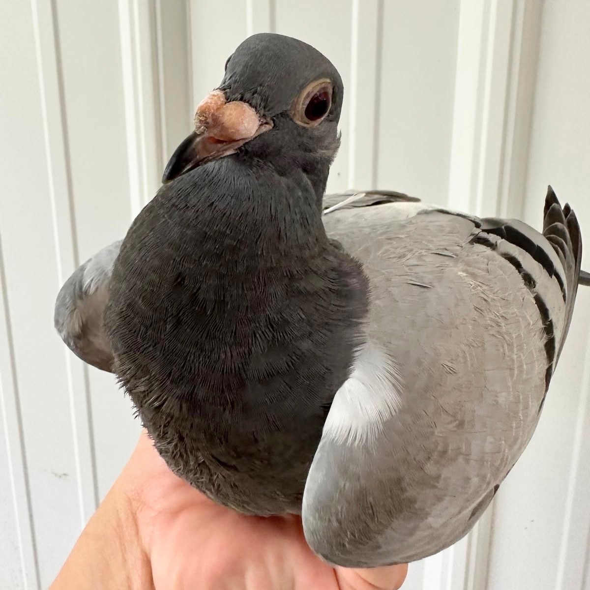 Jude, Adult Male Pigeon
