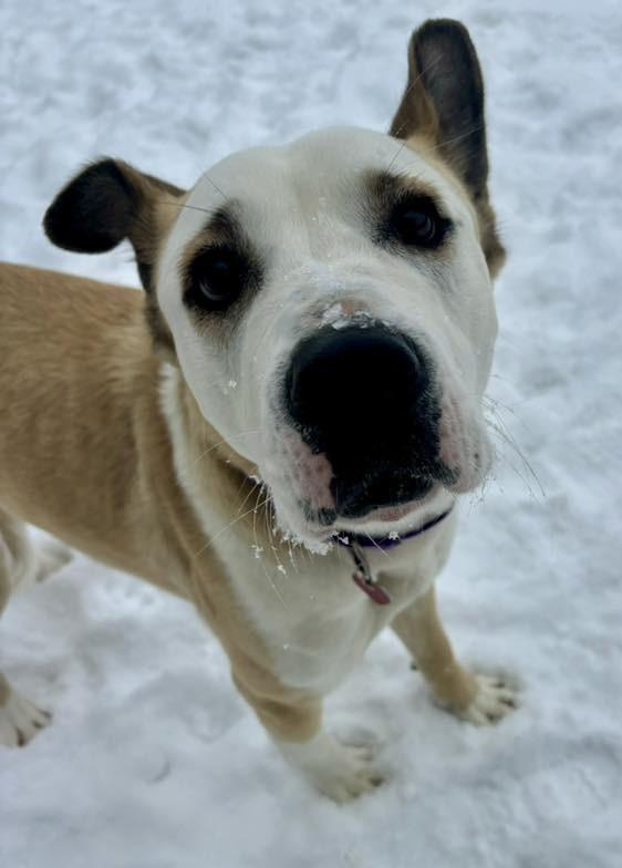 Tabby, Adopted, Young Female Akita & Labrador Retriever.