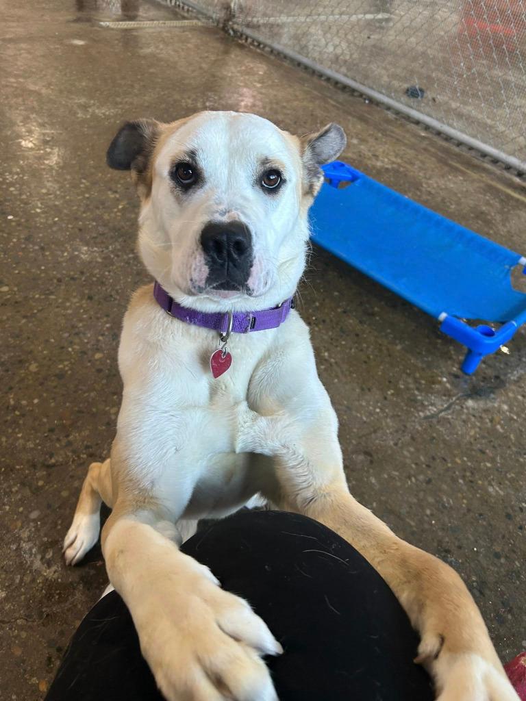 Enlarge Tabby, a Adopted mixed breed in Warren, MI image 3/6