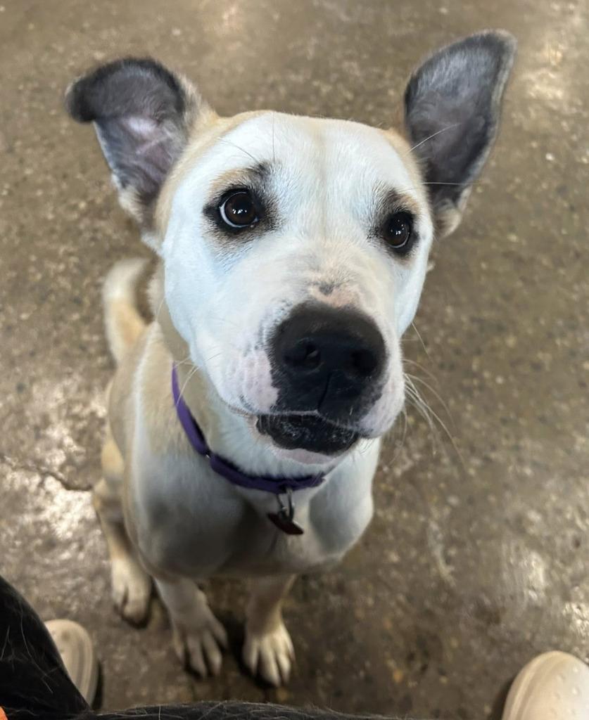 Enlarge Tabby, a Adopted mixed breed in Warren, MI image 4/6