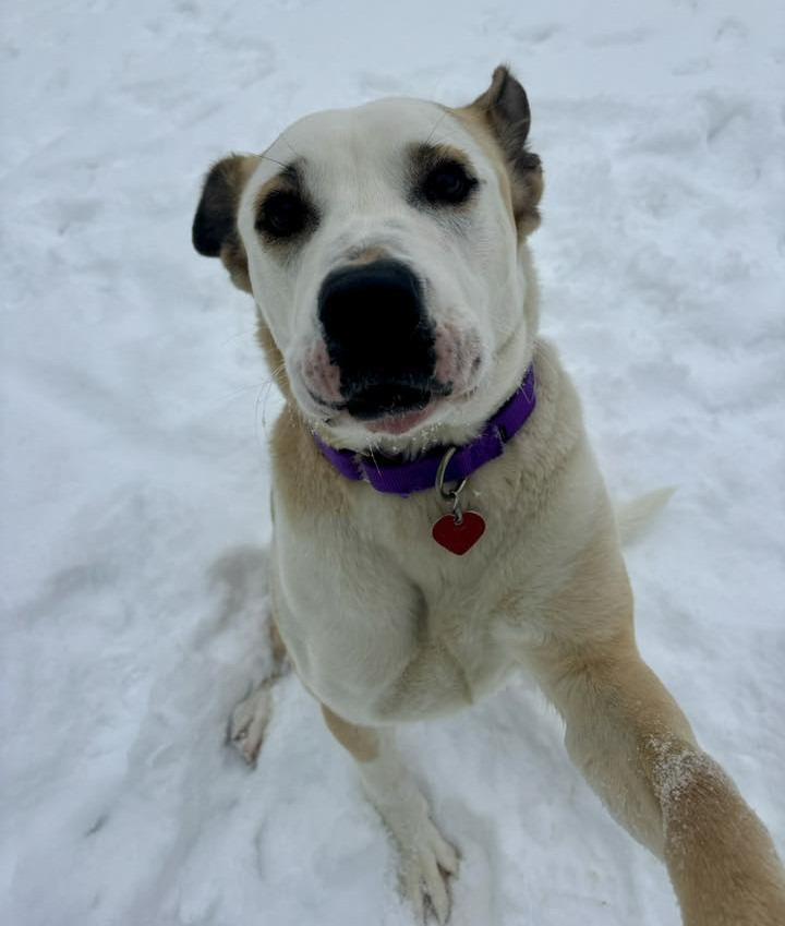 Enlarge Tabby, a Adopted mixed breed in Warren, MI image 5/6