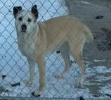 Enlarge Tabby, a Adopted mixed breed in Warren, MI image 6/6