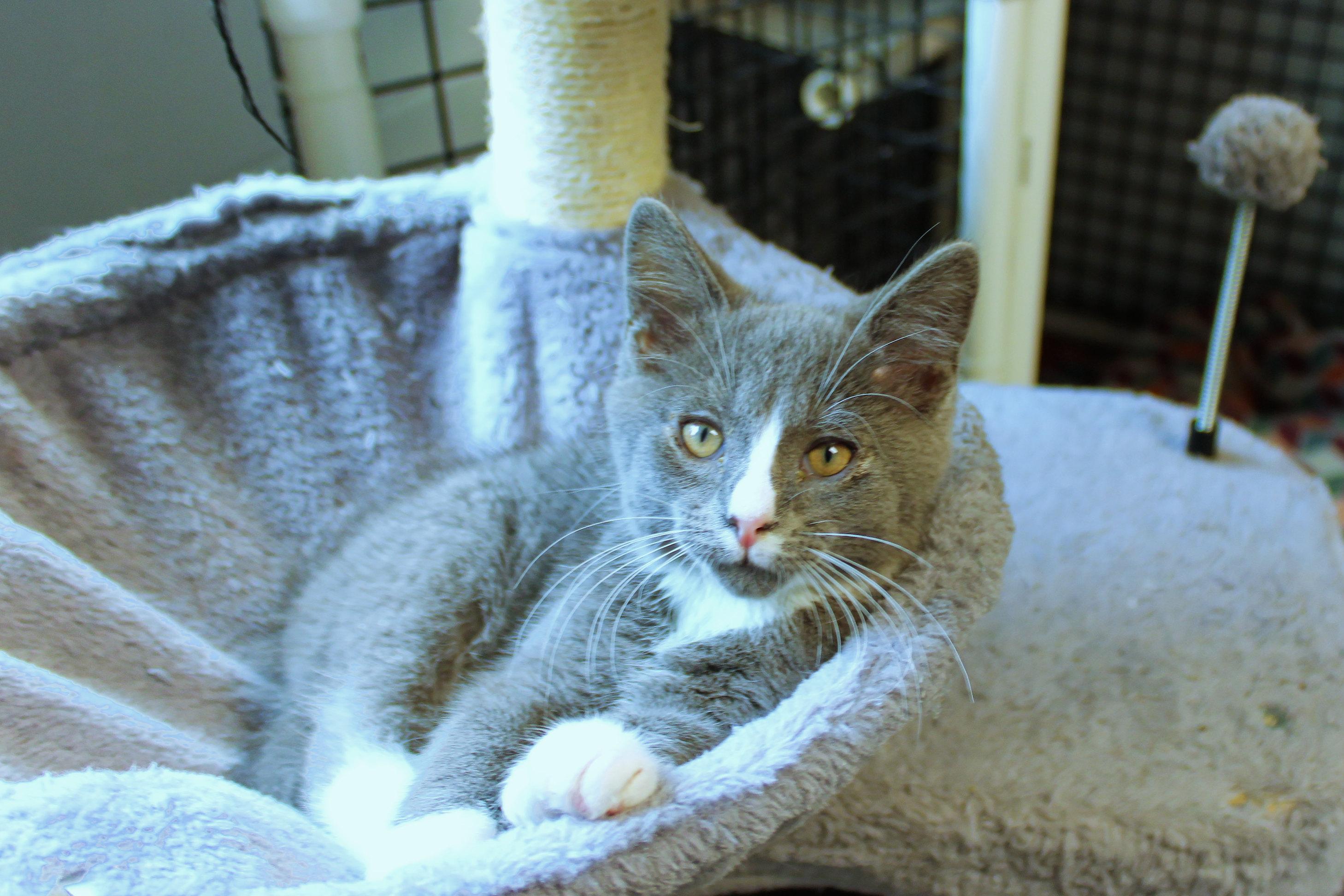 Enlarge Willie, a Adoptable American Shorthair in Urbana, OH image 6/6