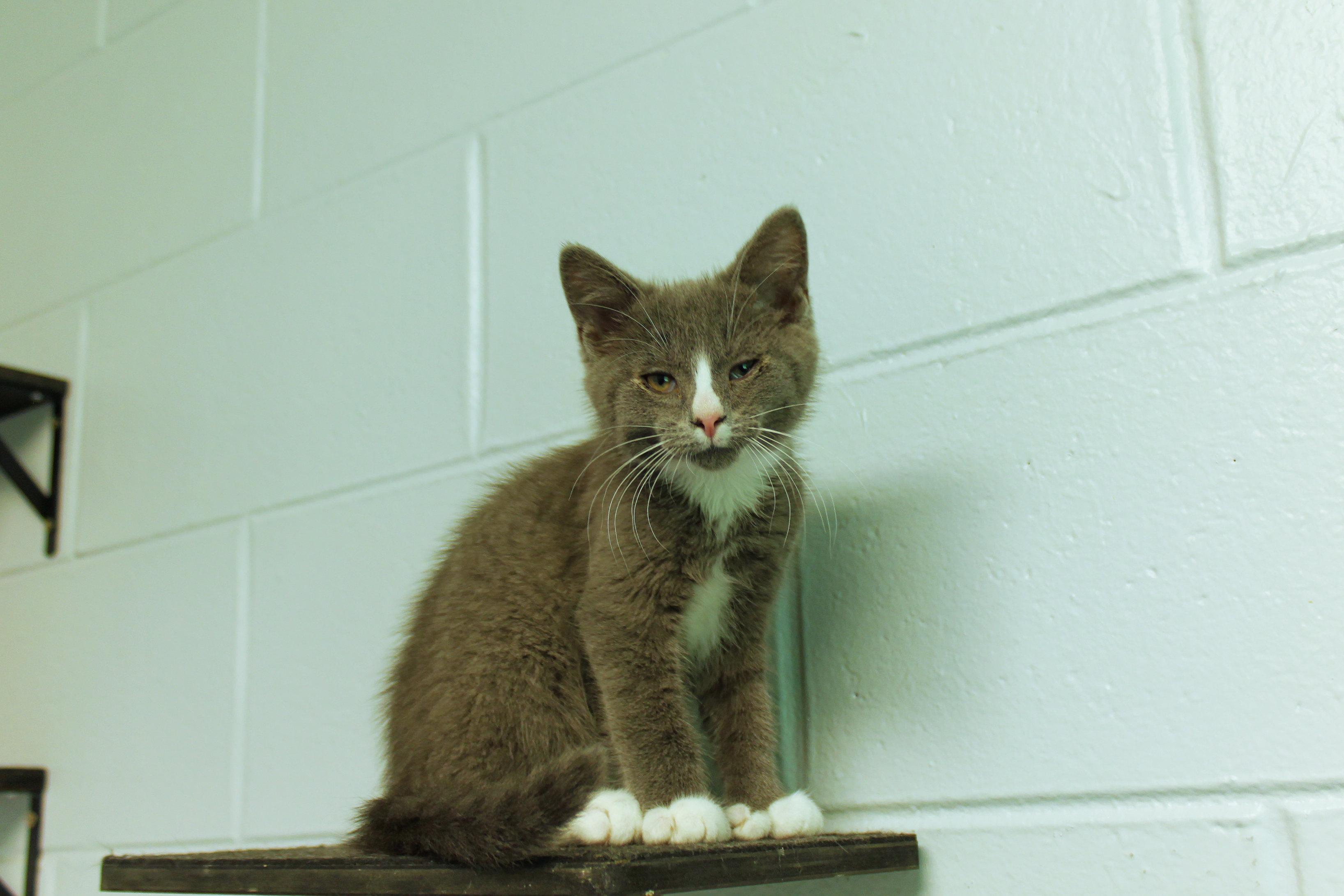 Enlarge Willie, a Adoptable American Shorthair in Urbana, OH image 5/6