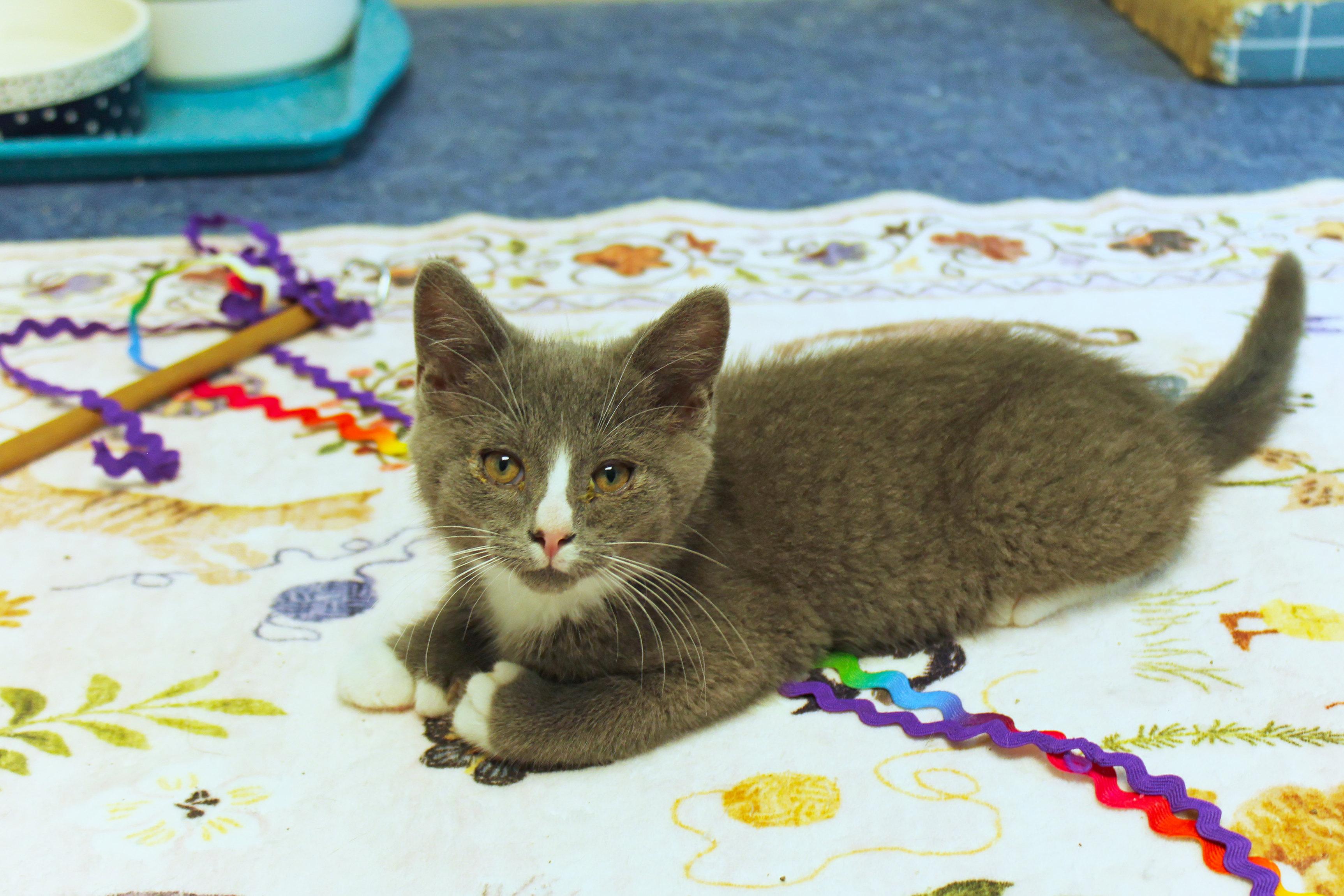 Enlarge Willie, a Adoptable American Shorthair in Urbana, OH image 4/6