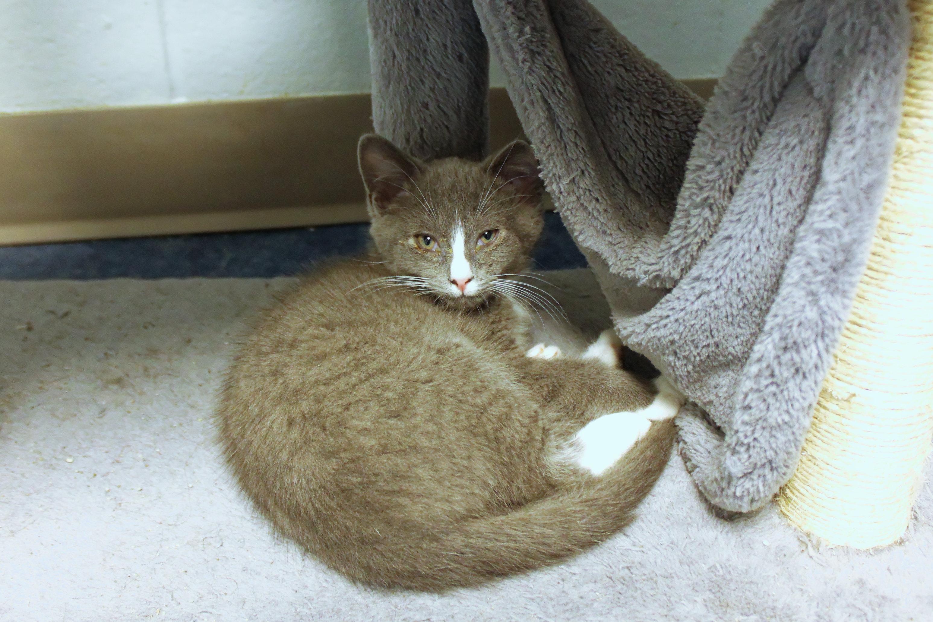 Enlarge Willie, a Adoptable American Shorthair in Urbana, OH image 2/6
