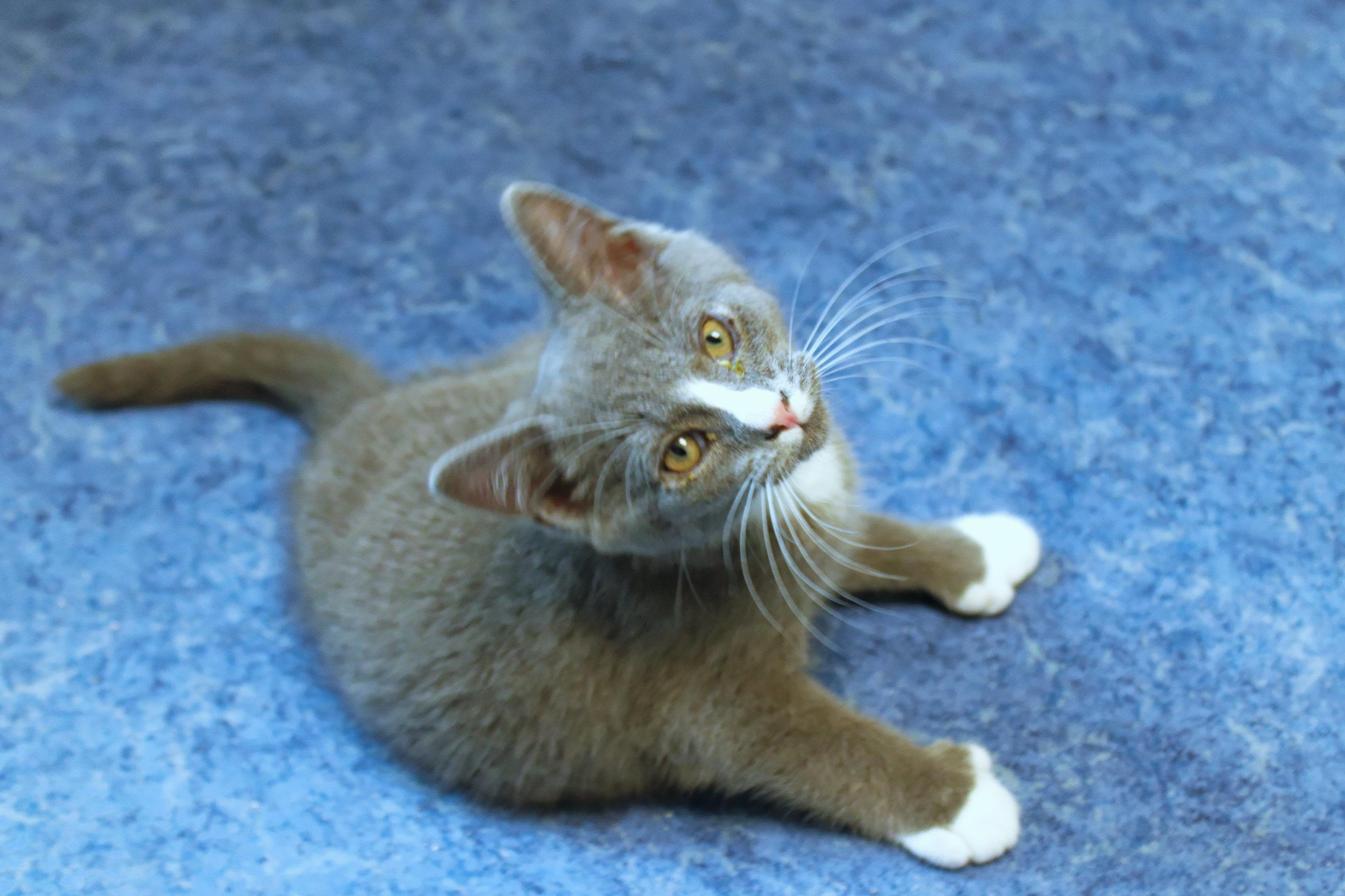 Enlarge Willie, a Adoptable American Shorthair in Urbana, OH image 3/6