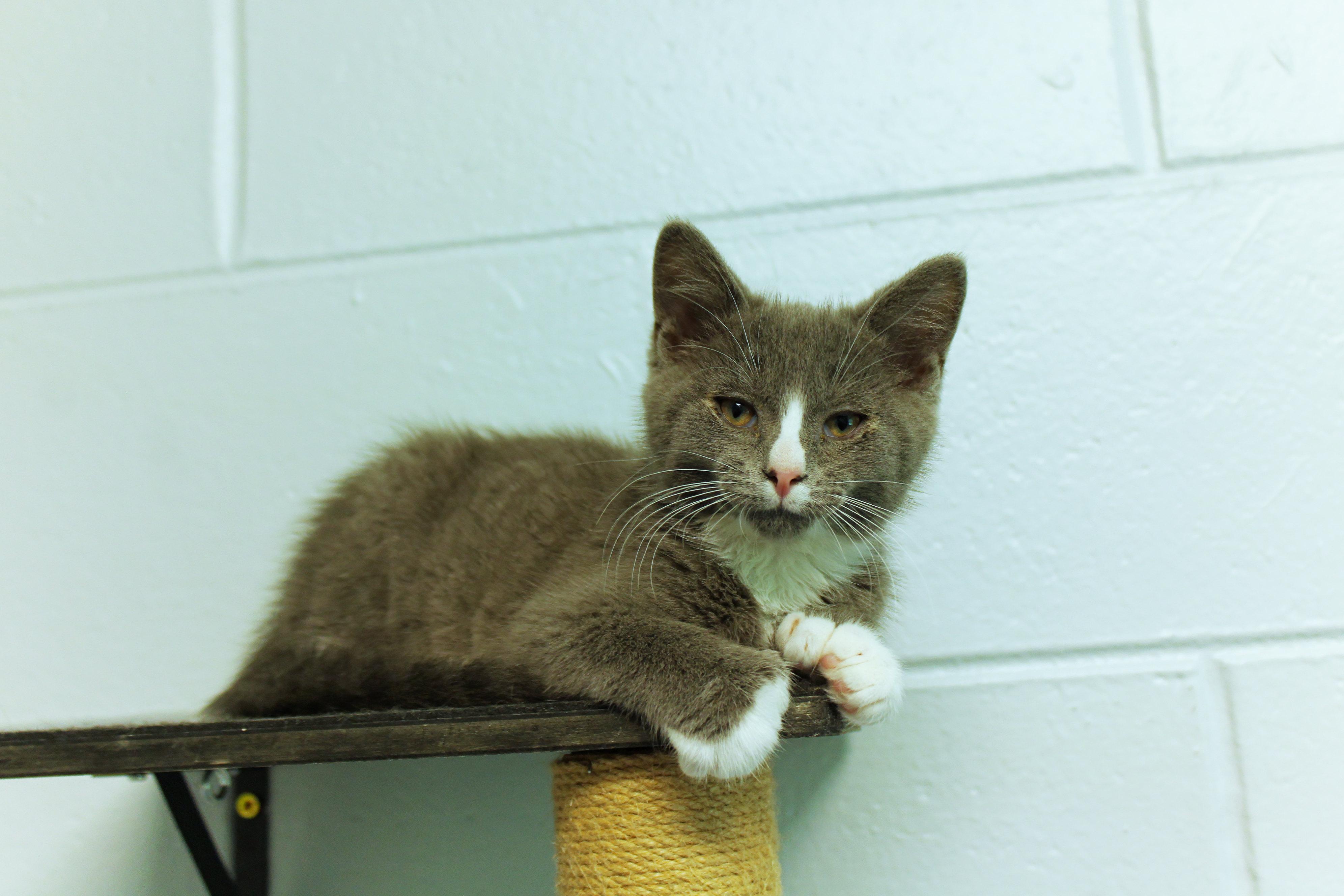 Enlarge Willie, a Adoptable American Shorthair in Urbana, OH image 1/6