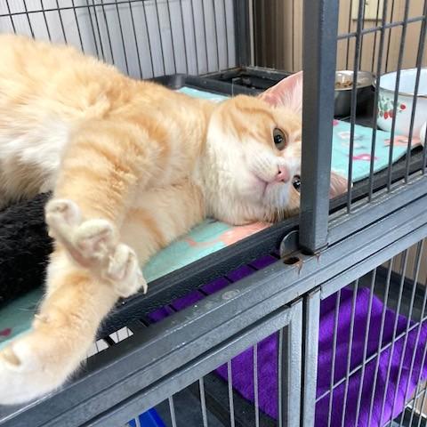 Zeke, an adoptable mixed breed in Long Beach, WA image 3/4