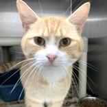 Zeke, an adoptable mixed breed in Long Beach, WA image 2/4