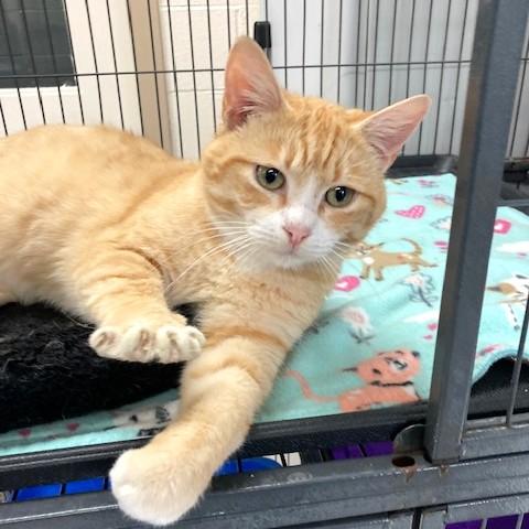 Zeke, adoptable, Adult Male Domestic Short Hair & Tabby.