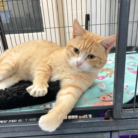 Zeke, an adoptable mixed breed in Long Beach, WA image 4/4