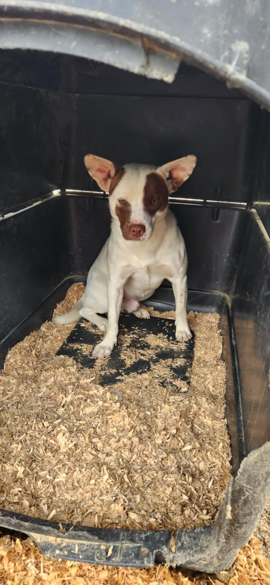 Romeo, Adoptable, Young Male Australian Cattle Dog / Blue Heeler & Jack Russell Terrier.