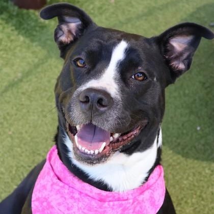 Nova Oare, adopted, Young Female Mixed Breed.