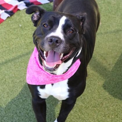 Nova Oare, an adopted Mixed Breed in Athens, GA image 3/3
