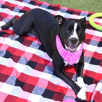 Nova Oare, an adopted Mixed Breed in Athens, GA image 2/3