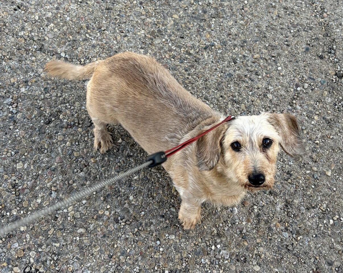 Cindy Lou, a Adoptable Dachshund in Pearland, TX image 1/3