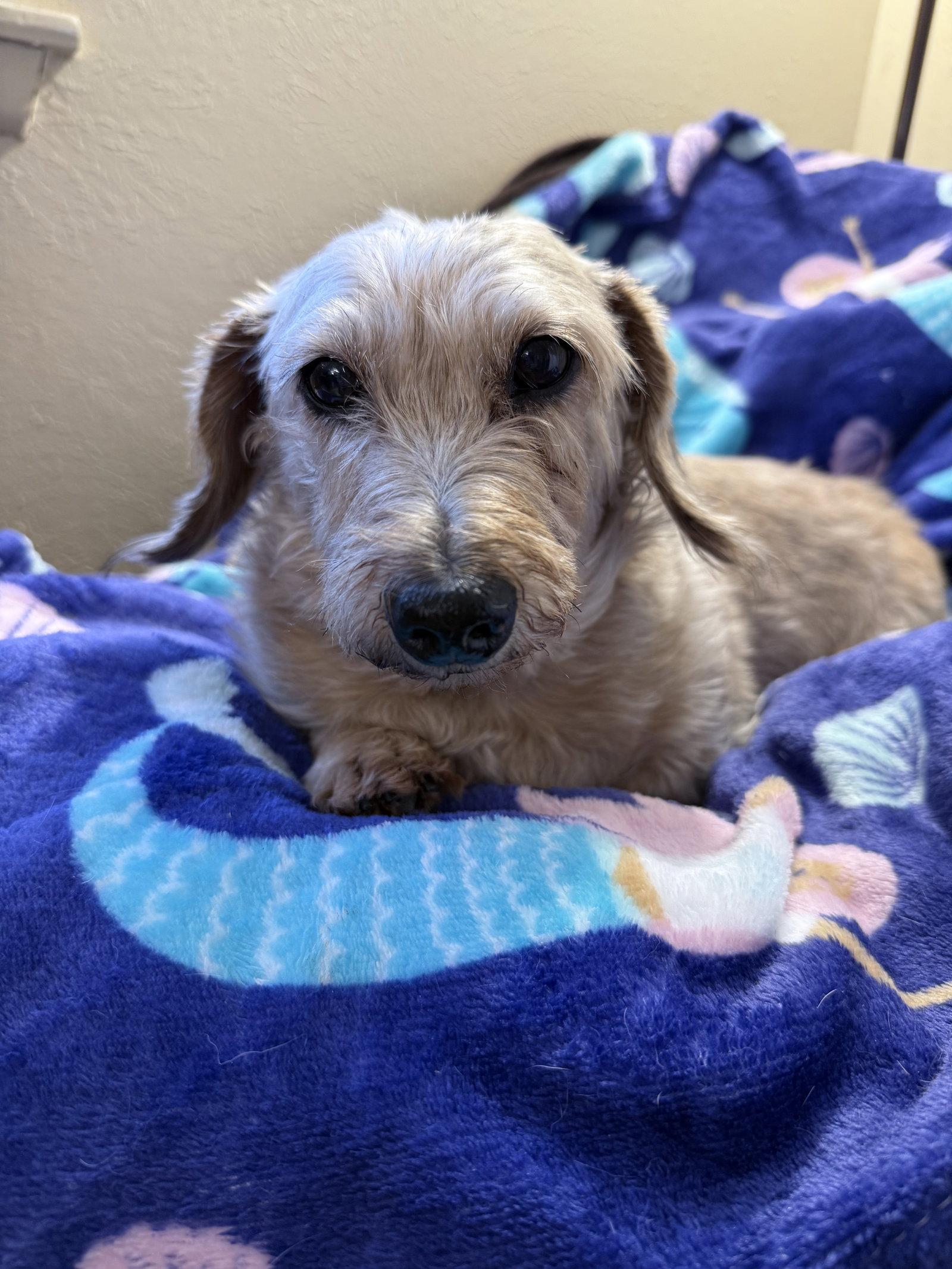 Cindy Lou, a Adoptable Dachshund in Pearland, TX image 2/3