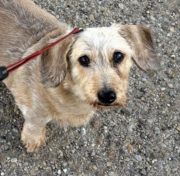 Cindy Lou, a Adoptable Dachshund in Pearland, TX image 3/3