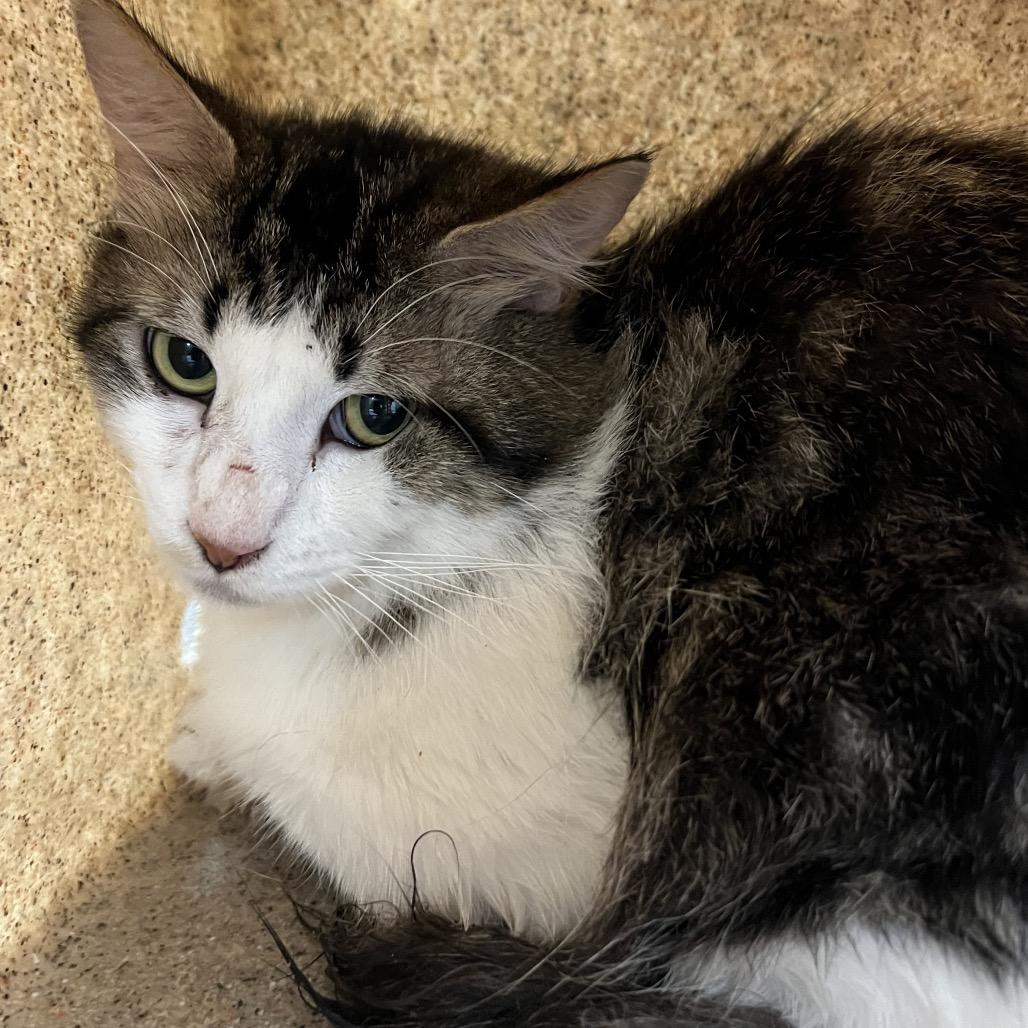 The Gromble, Adoptable, Adult Male Domestic Medium Hair.