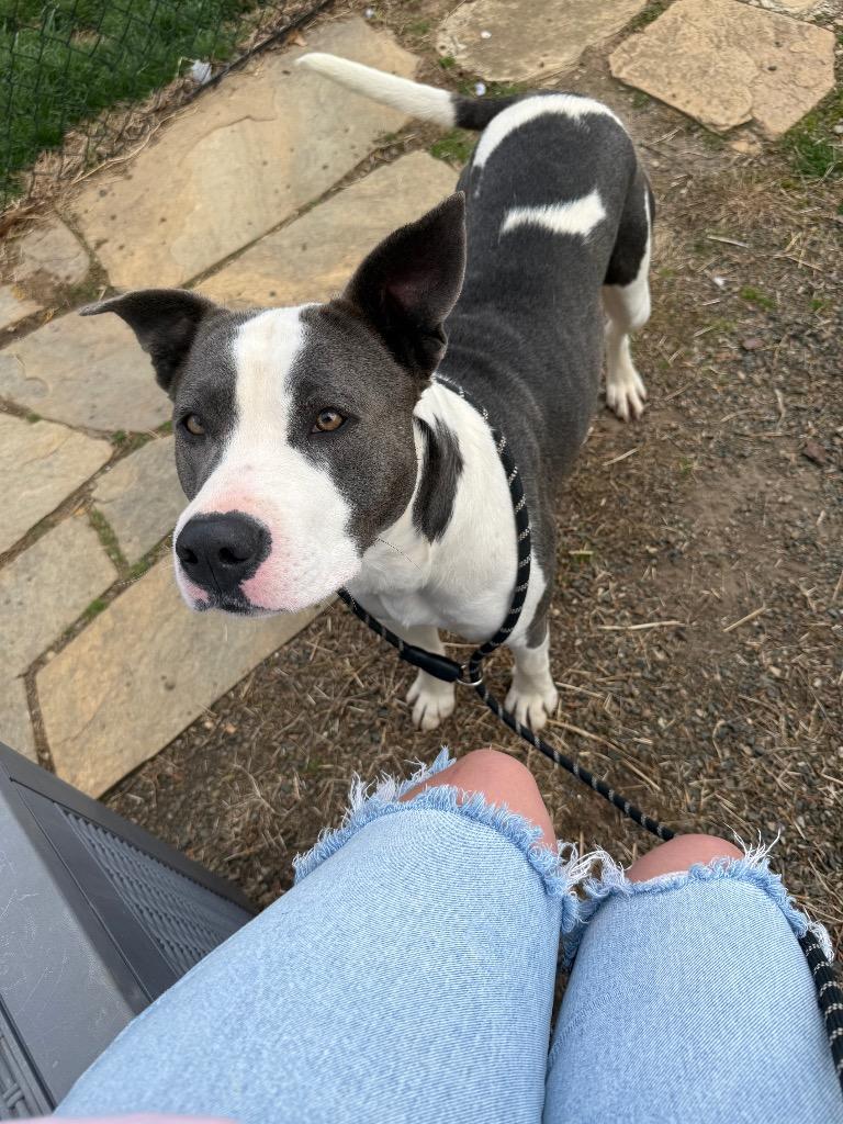 Enlarge Angel, a Adoptable mixed breed in Burnsville, NC image 1/6