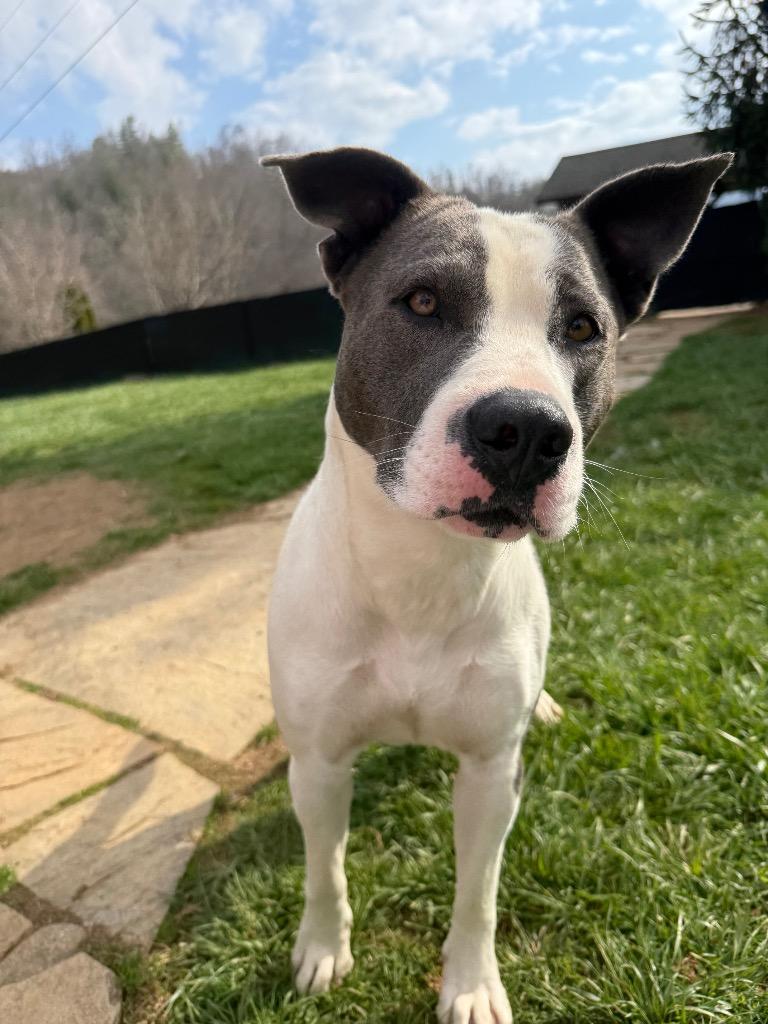 Enlarge Angel, a Adoptable mixed breed in Burnsville, NC image 2/6
