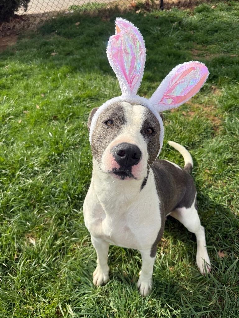 Enlarge Angel, a Adoptable mixed breed in Burnsville, NC image 3/6