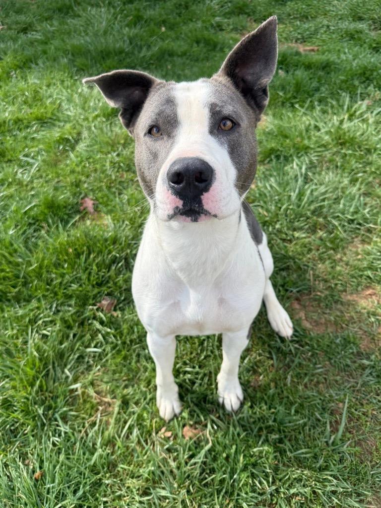 Enlarge Angel, a Adoptable mixed breed in Burnsville, NC image 4/6